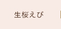 生桜えび
