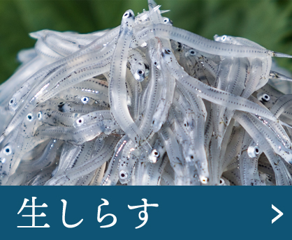 生しらす