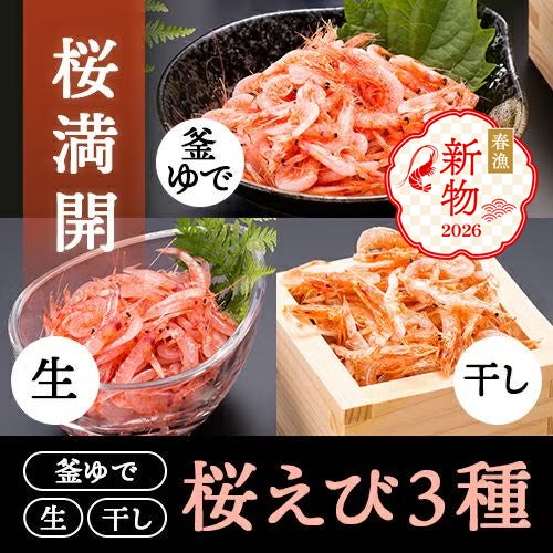 桜満開セット