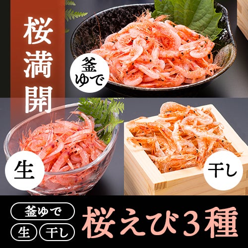 桜満開セット